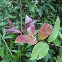 Syzygium caryophyllatum (L.) Alston